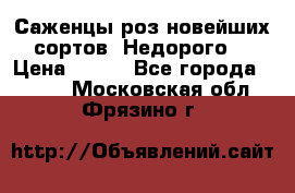 Саженцы роз новейших сортов. Недорого. › Цена ­ 350 - Все города  »    . Московская обл.,Фрязино г.